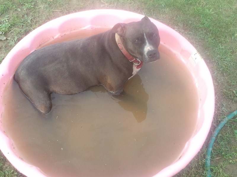 Darla in her pink pool