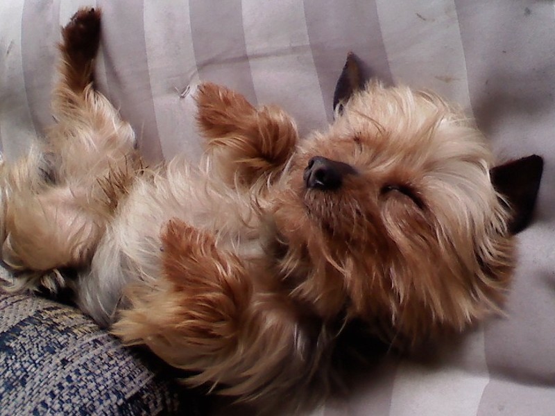 sleeping on the swing