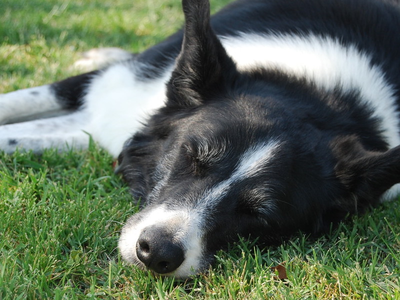 Dillon sleeping on a beautiful spring day