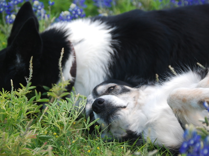 Dillon and Dolly