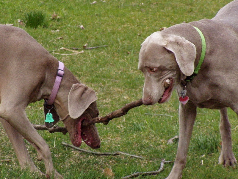 Otto & Phoebe in the Battle of the Big Stick
