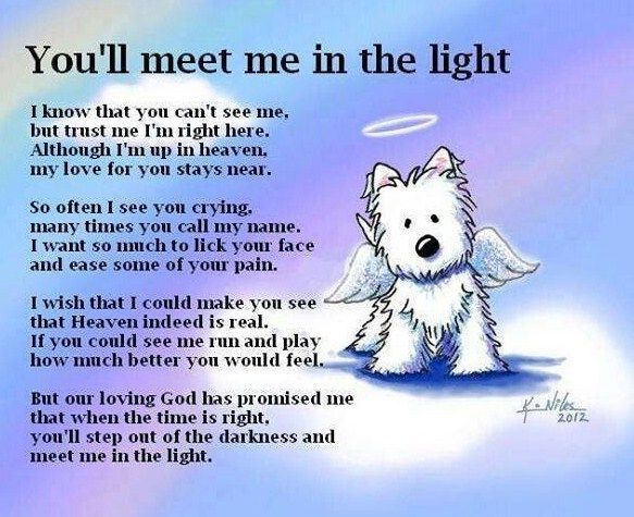 Doggy Heaven - Share and pay tribute to departed best friends