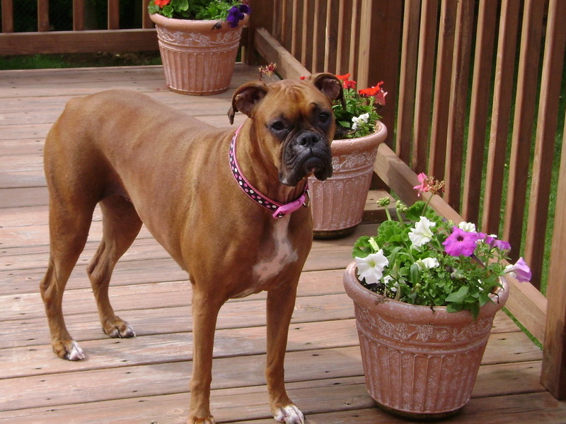 Emma on the deck