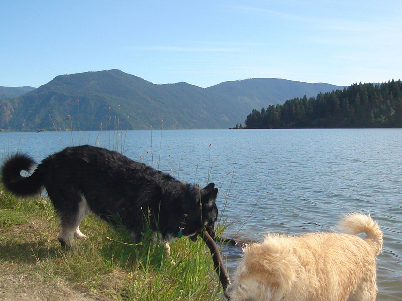 Cali playing with Stanley