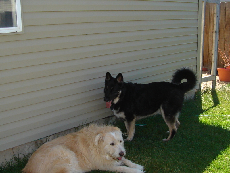 relaxing in our back yard.