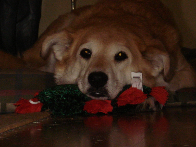 Lexi & her Xmas tree... it was never too far from her.  She loved to use it as a pillow.