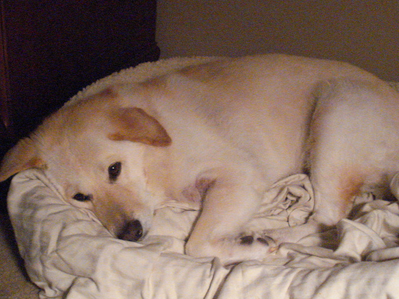 Teddy in Maggie's bed