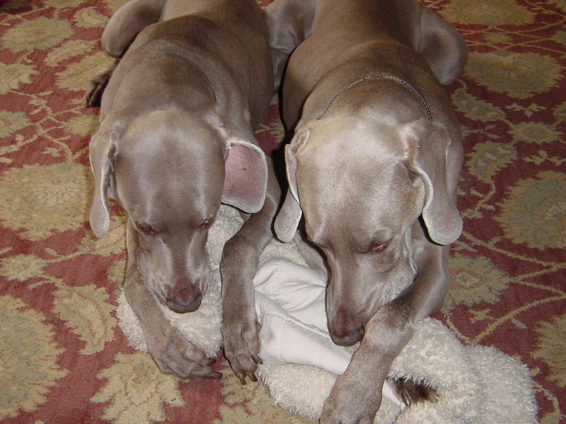 Smoke sharing his sucking blanket with his sister