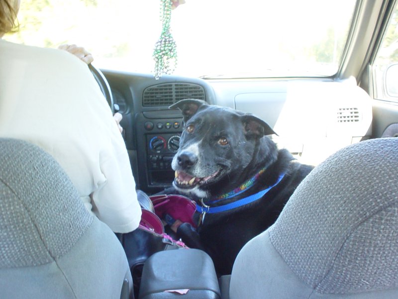 Oreo in the car again looks at me