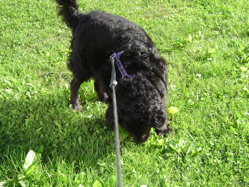 Jota going for a walk