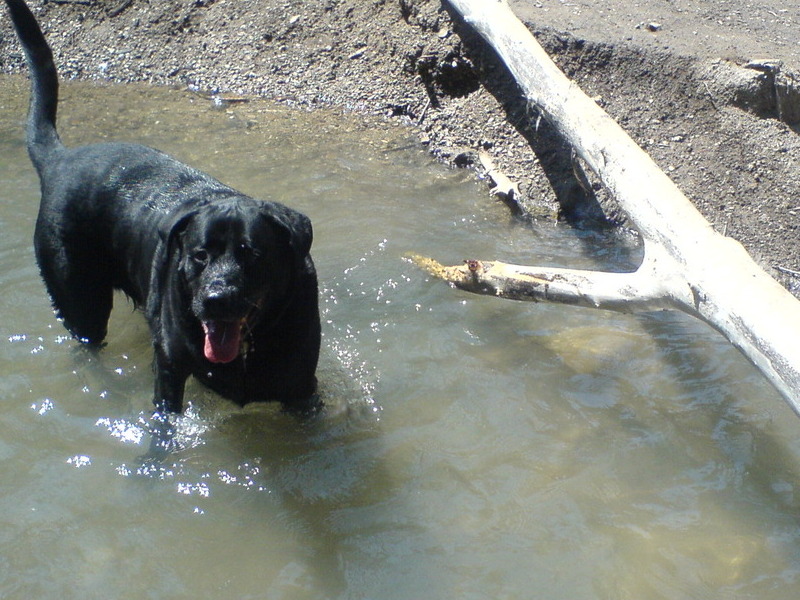 Trying to take the stick home.