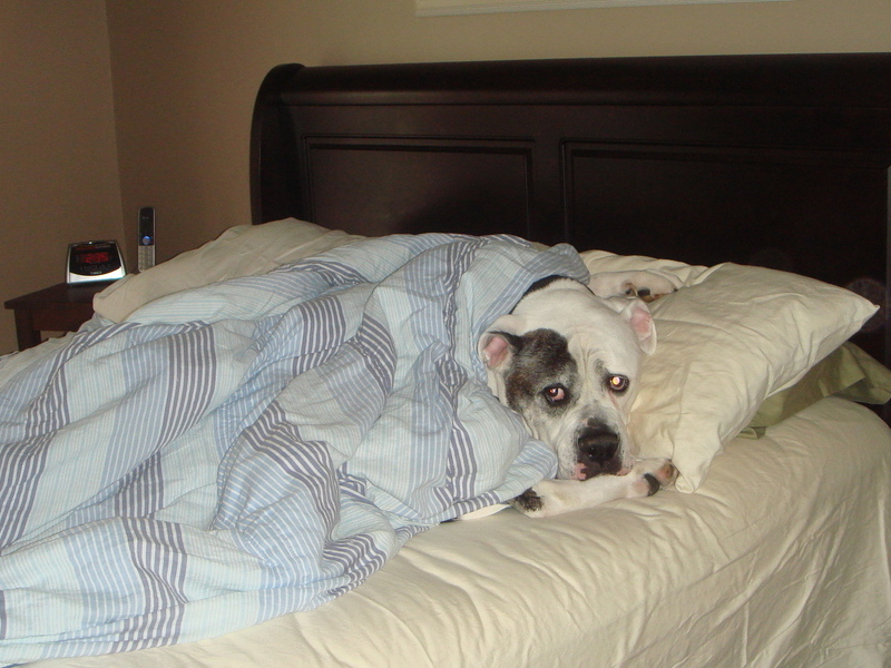 Syrus relaxing on our bed - he thought it was his bed