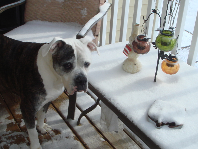 Syrus checking out the snow from the porch - TN