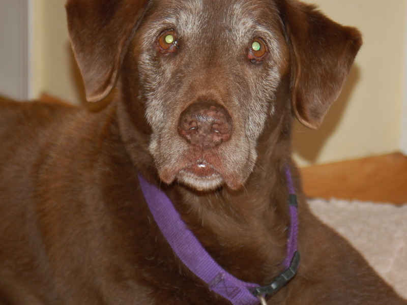 Kramer the wonder dog