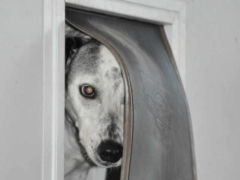 Bandit peering out the doggy door.