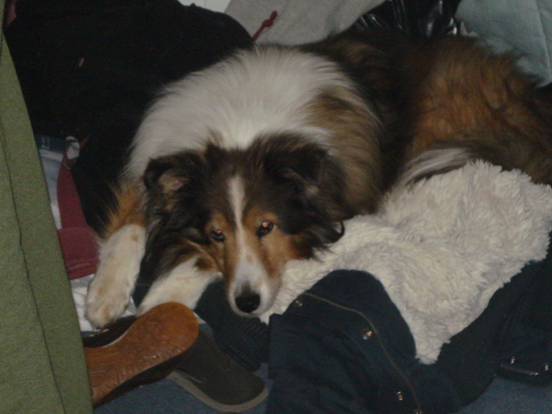 she loved to lay on our clothes