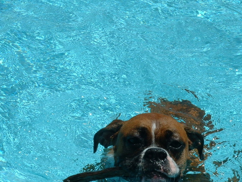 Zoie swimming