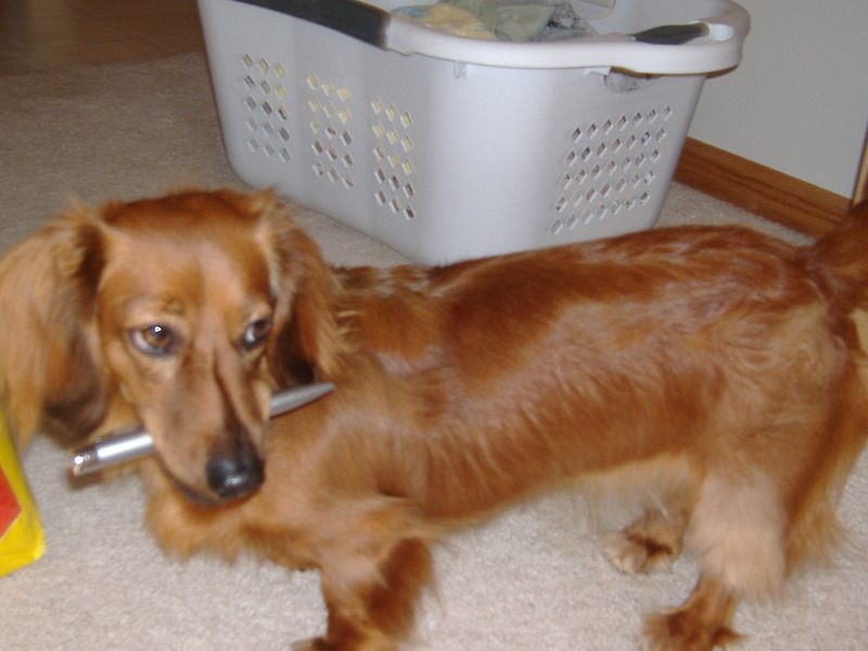 Buddy with his prized possesion, the lazer pen