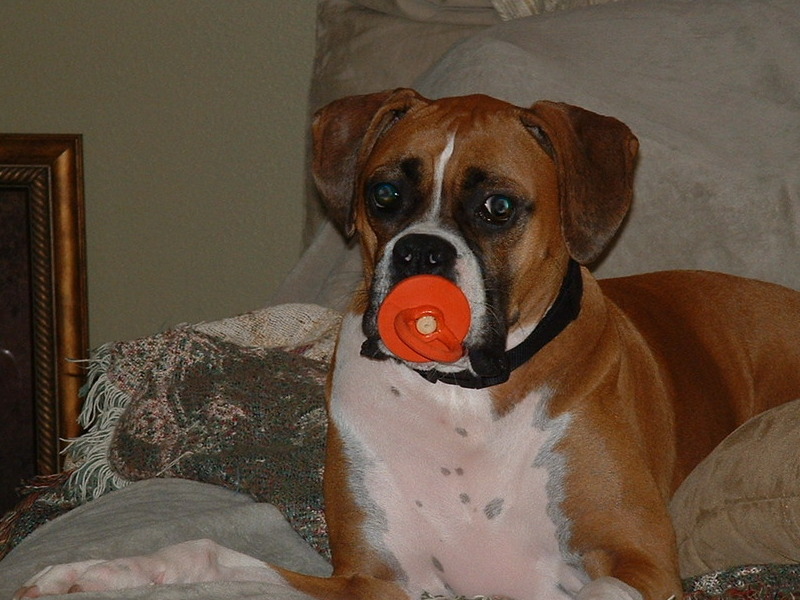 Zoie and one of her favorite toys....what a big baby!