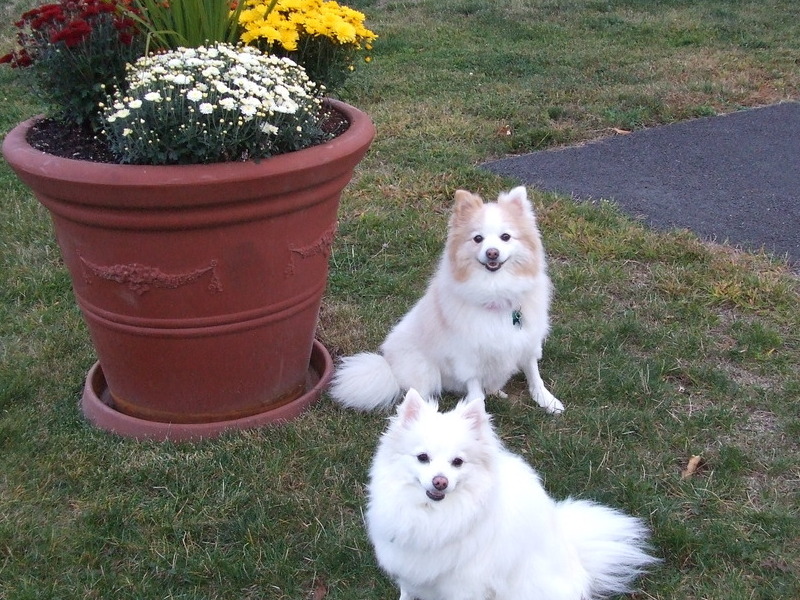 Abby is the puppy towards the back.  The front one is her sister, Bailey