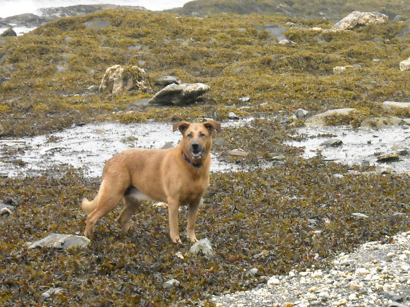 Playing on the beach in Ketchikan, AK