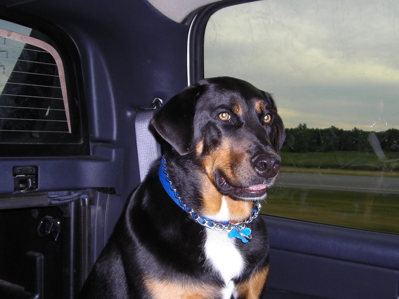 One of Ninja's favorite things to do, sit in the back of the truck.