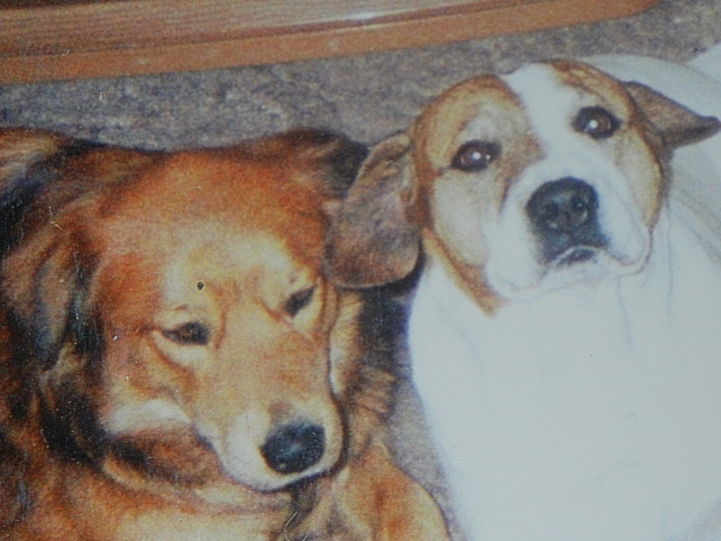 clarkie (terrier) and best friend roxy (chow/lab mix)