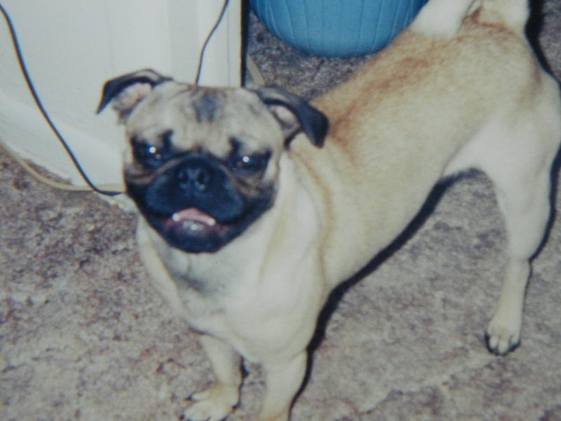 ugly pugly in his younger days