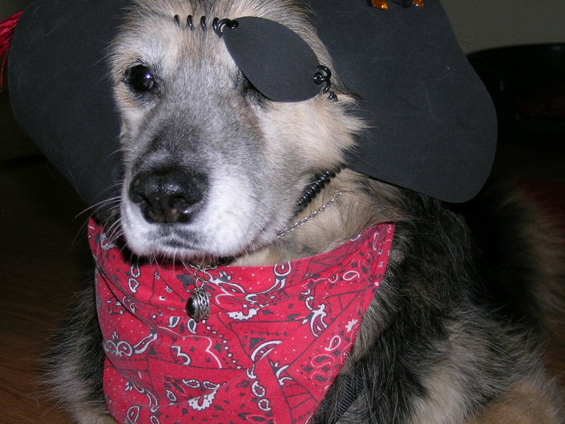 Halloween Pirate 2009