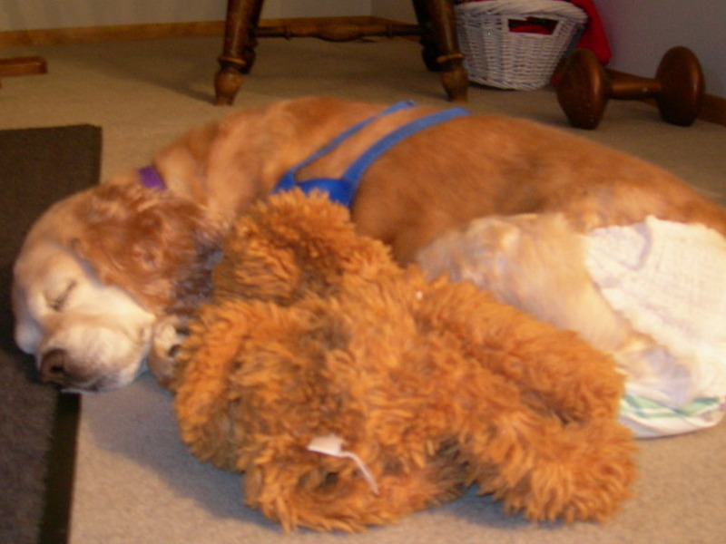 A nap with my teddy