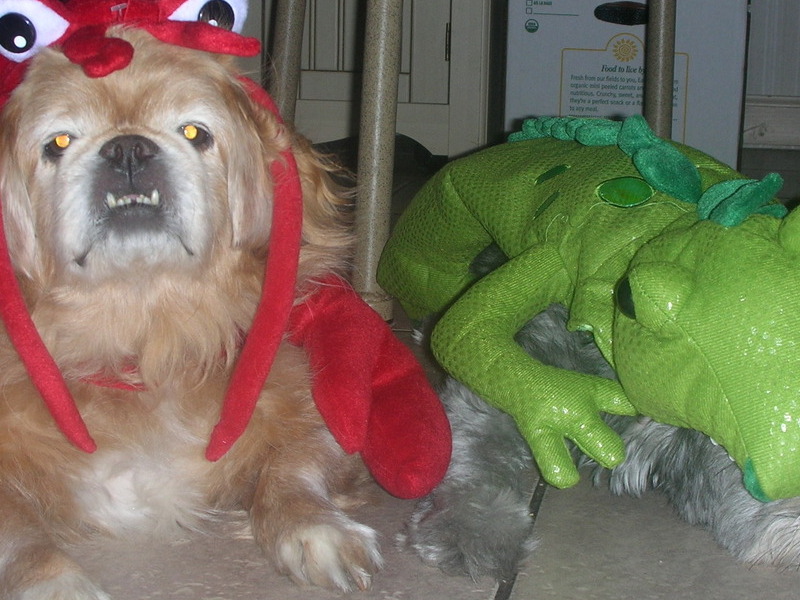Love halloween ( But Teddy doesn't)