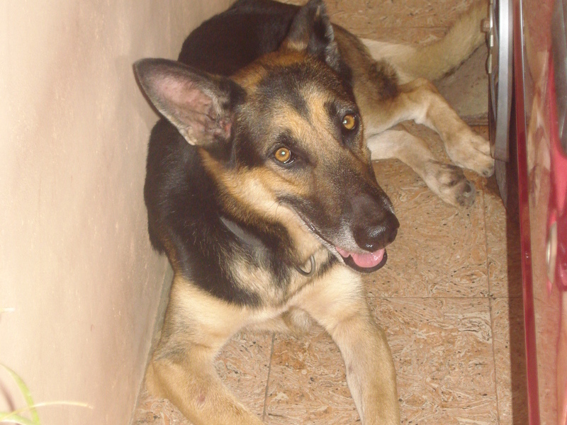 Duke in his fav.place at home-car shed