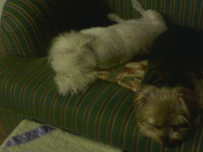 Maxie and brother Dukie