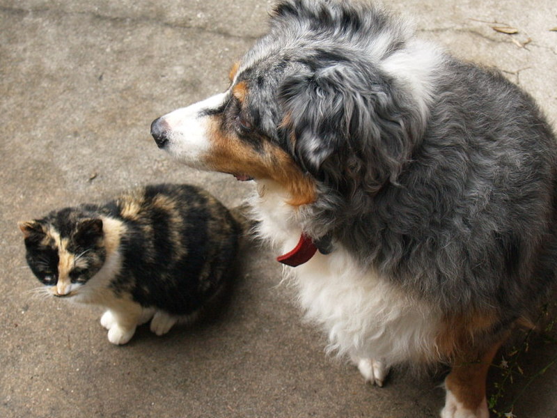 Heidi and Pumpkin