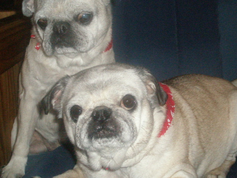 Tessie(left), Ellie (lying on right)