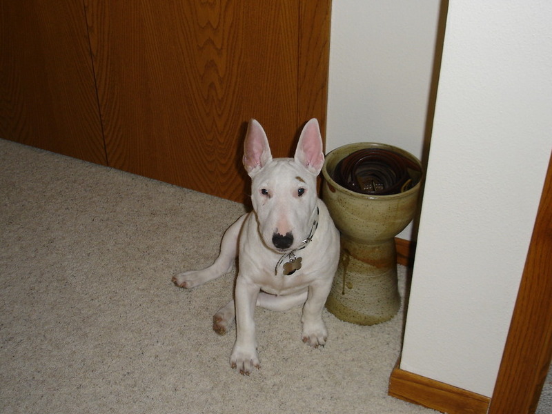 Nape resting in the bedroom.