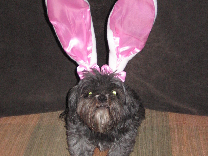 Easter doggy