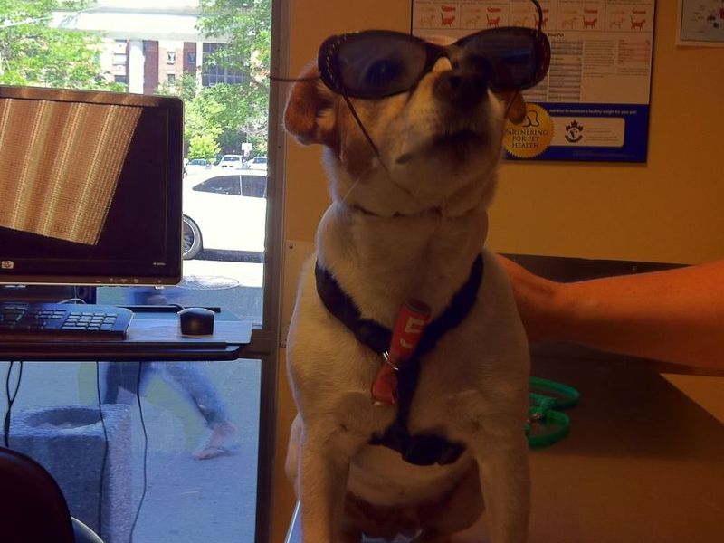 she sat with these on for about 20 min. so we could make the vet have a laugh