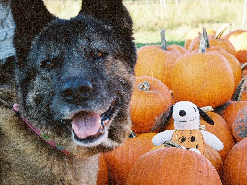 With Snoopy - searching for the great pumkin!
