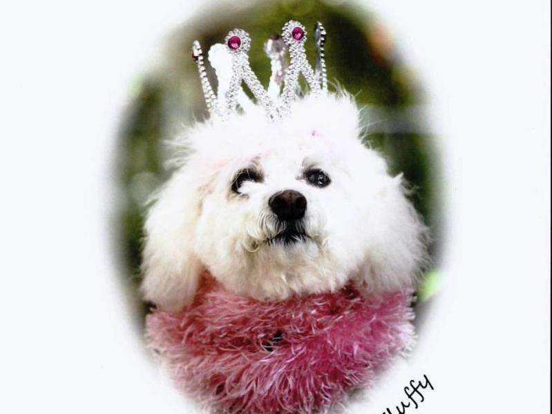 Our Princess Fluffy