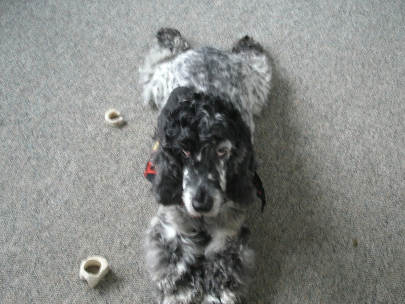 Doing the Spaniel sprawl