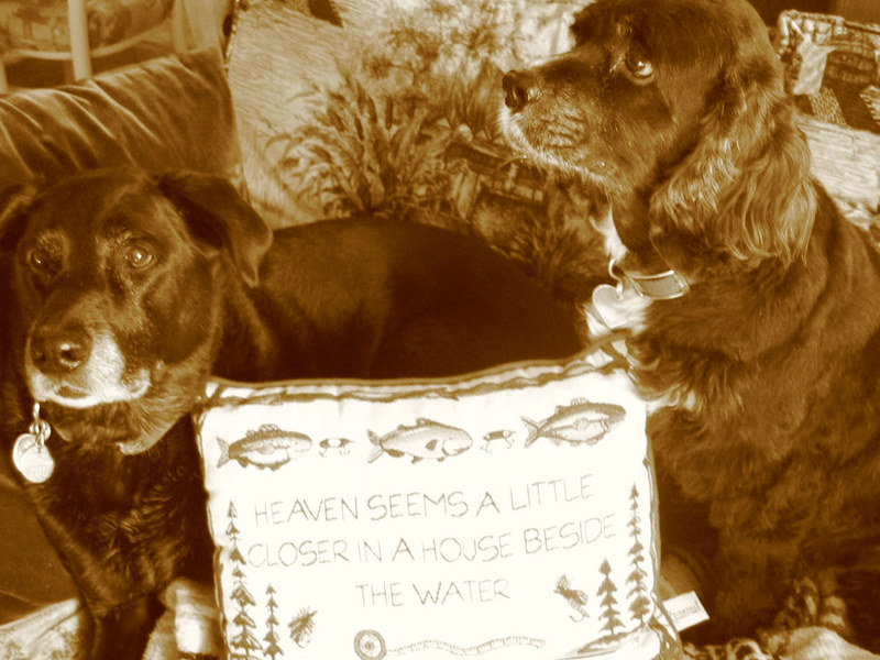 Gus and his best friend Lacey at the Cabin, both now in Doggy Heaven