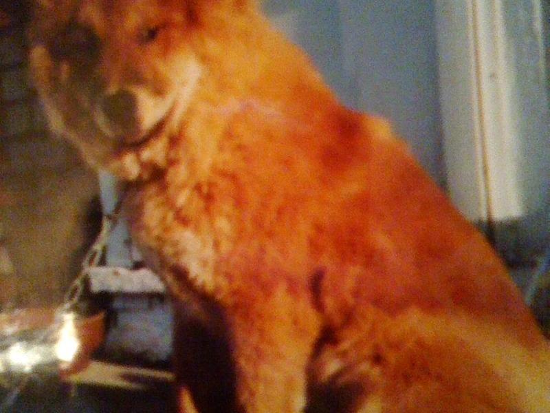 my big red pup i love u