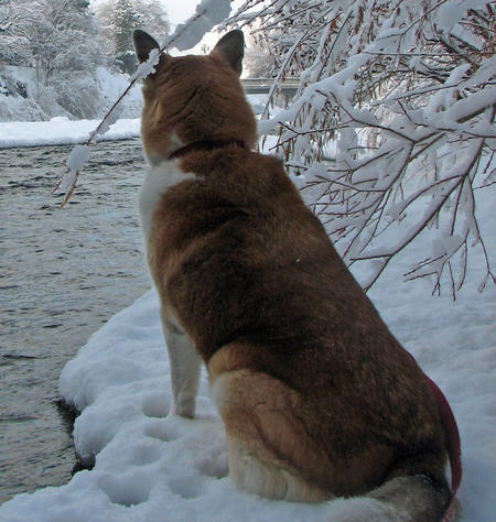 River watcher