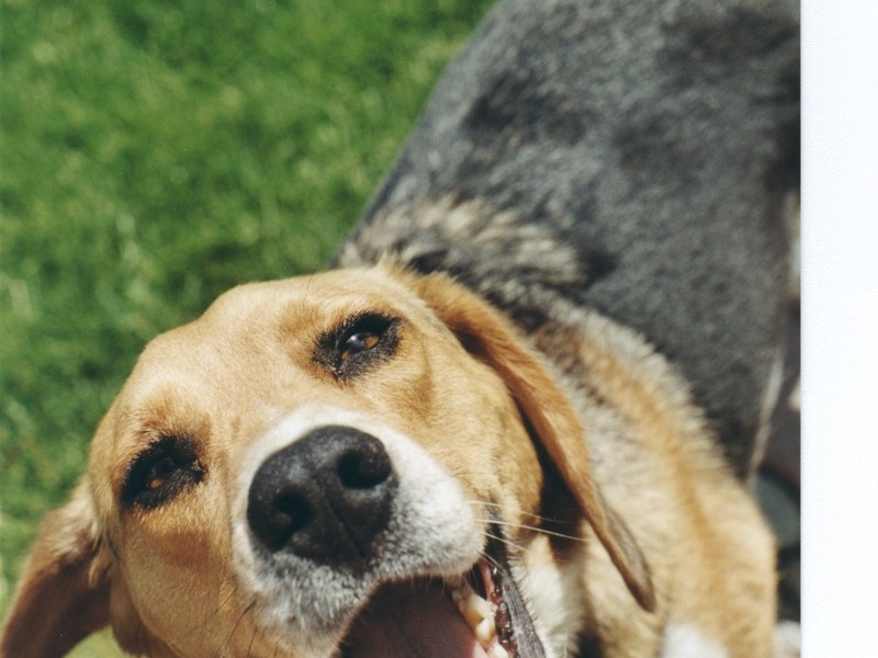 Happiest Dog