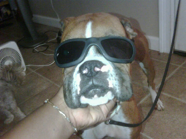 coolest dog in town...get it mama!