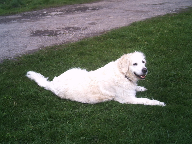 this was her favorite place rolling over in the grass always the same spot