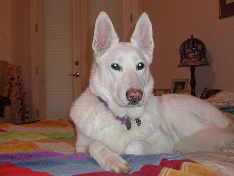 Hera on her blanket on my bed - her favorite place to rest