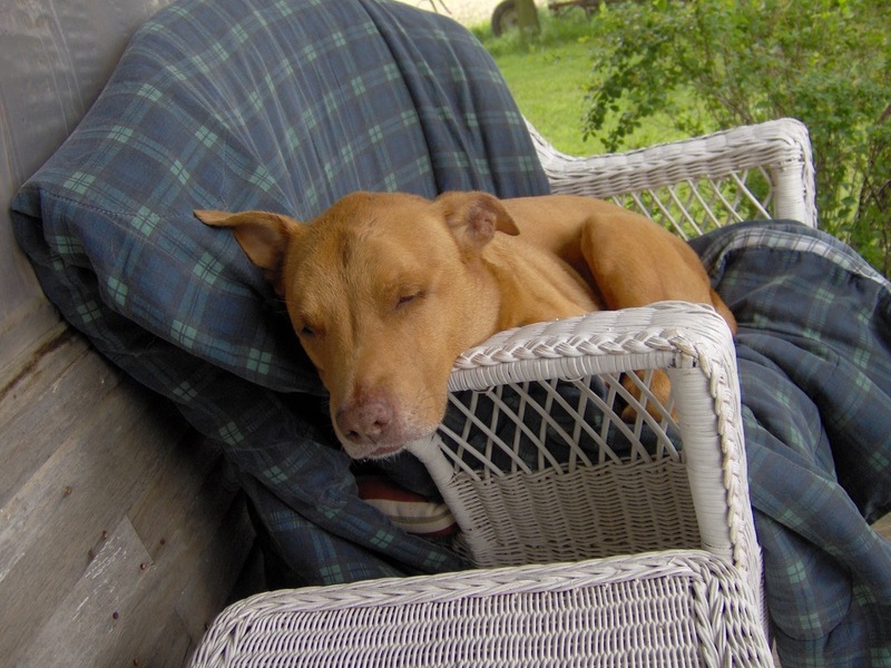 Taking a nap on the front porch