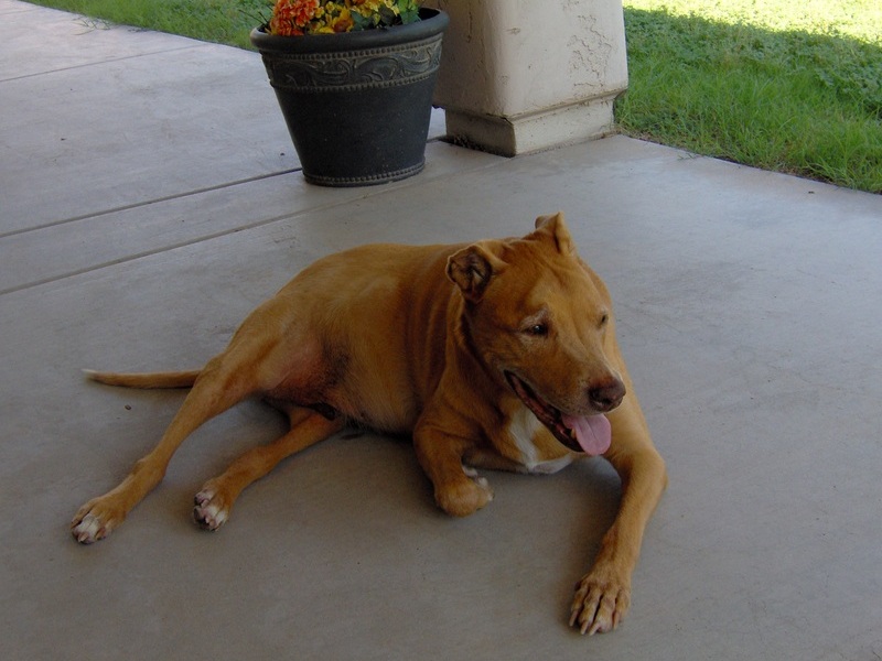 Skipper relaxing on the patio